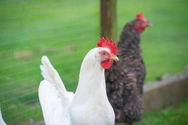 Laundimer House Bed & Breakfast