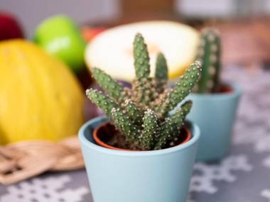 Bryn Tirion - Penrhynside