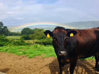 Animal Sanctuary Holiday Pen Bryn Twrw - Charity