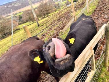 Animal Sanctuary Holiday Pen Bryn Twrw - Charity