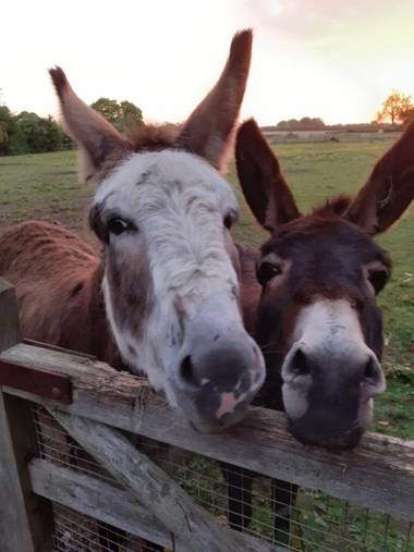 Glamping at the Retreat Wiltshire is rural bliss