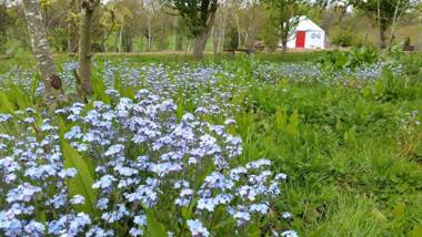 Plush Tents Yurt Village