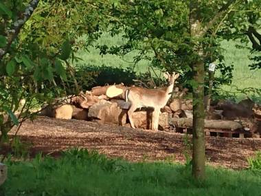 Plush Tents Yurt Village