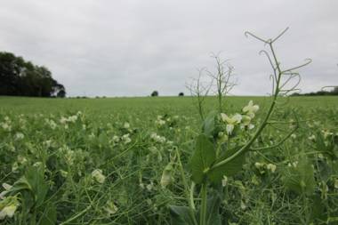 David's Organic Farm Wales
