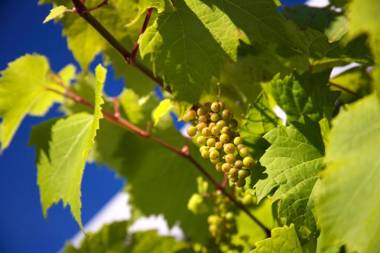 Llanerch Vineyard Hotel