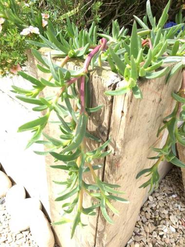 Ocean Drive 1 Boutique Apartment Brean Down