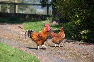 Broome Park Farm B&B