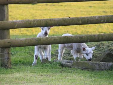 Higher Forda Holsworthy