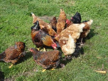 Frankaborough Farm Holiday Cottages