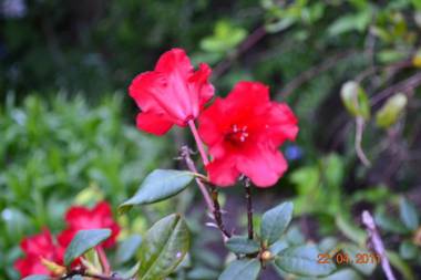 Miller House Courtyard