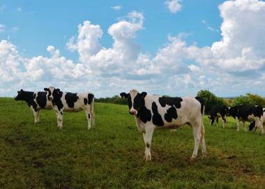 Bank Top Farm Cottages