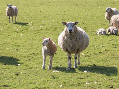 The Cottage Stoke-on-Trent
