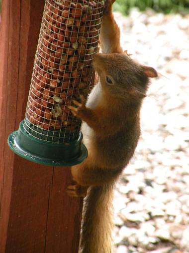 Thistle House Guest House