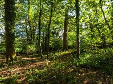 Great Bidlake Manor Devon