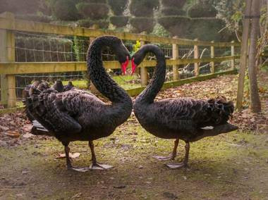 The Lynch Country House