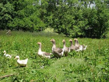 The Hay Barn Halwell