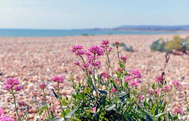 Pevensey Beach Retreat