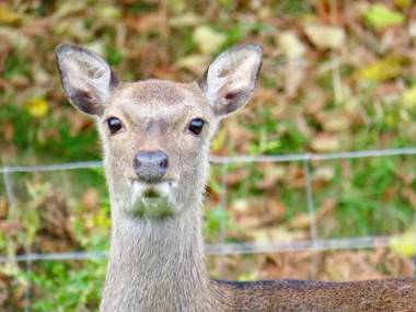 Triumphal Arch Lodge