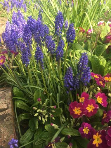 Bluebell at Gaer Fawr
