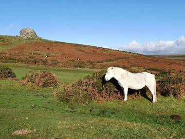 The Sett - The Cottages at Blackadon Farm