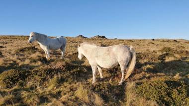 The Parlour - The Cottages at Blackadon Farm