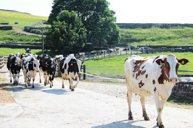 Fernydale Farm Bed & Breakfast