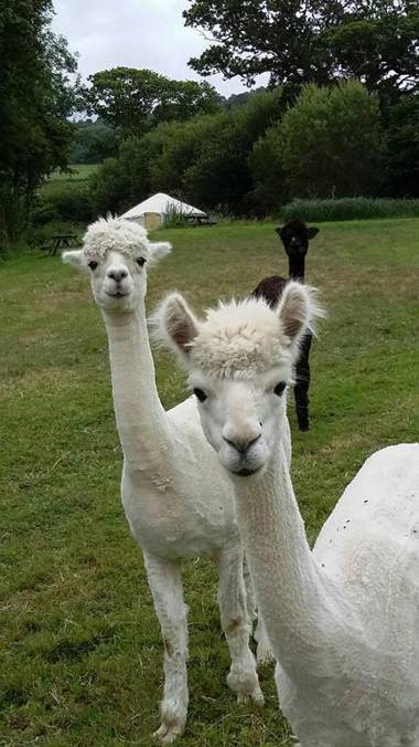 Berehayes Holiday Cottages