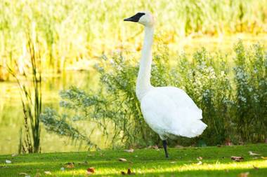 Ruttger's Bay Lake Resort