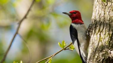 Rum River Motel Princeton