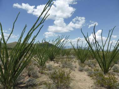 Tombstone Monument Guest Ranch