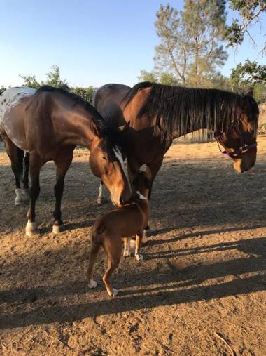 McMillan Ranch Yosemite