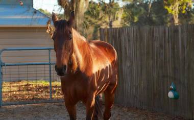 Room in BB - Pleasant Days Bb Southwest Cottage