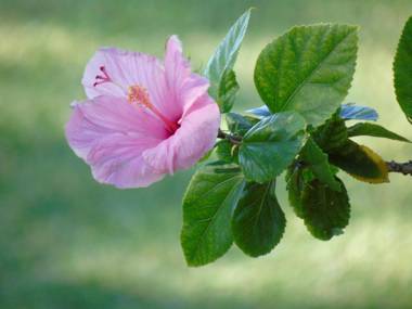 Aloha AKU - Bamboo 2