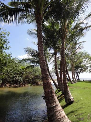 Aloha AKU - CoCoPalm 1