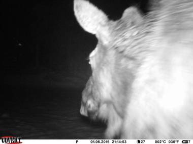 True Grit Adventure by KABINO