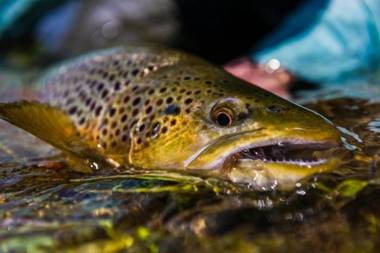 Wagon Wheel by KABINO