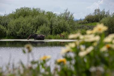 Restoration Pines by KABINO