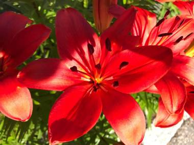 Dragonfly Guest House