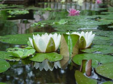 Blue Mountain Bed and Breakfast