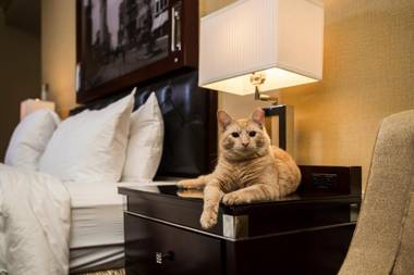 The Algonquin Hotel Times Square Autograph Collection