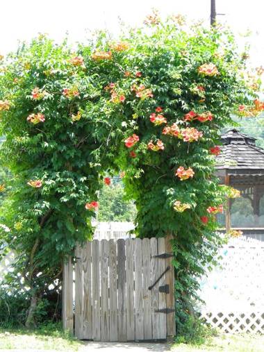 Clarketon Motel - Maggie Valley