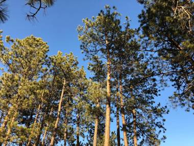 Rockerville Lodge & Cabins