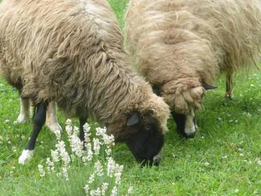 Mulberry Lavender Farm and B&B