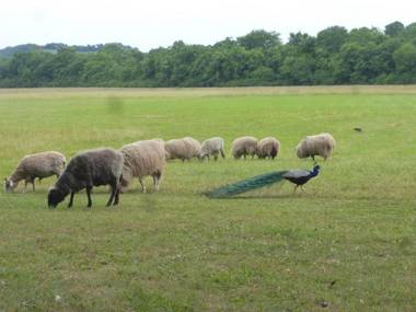 Mulberry Lavender Farm and B&B