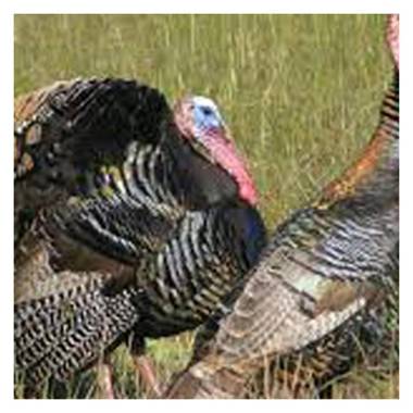 Executive 4bdr Country Getaway-Bachelor(ette) Wedding Parties Welcome