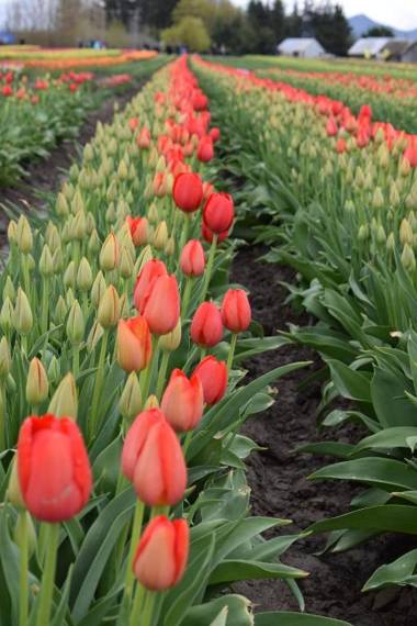 La Conner Channel Lodge