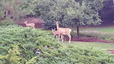 Fox Den Bed & Breakfast