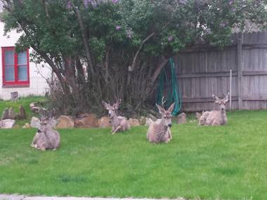 Secret Cottage Yellowstone 2 blocks to downtown