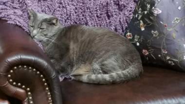 Wikiup Hummingbird Hotel