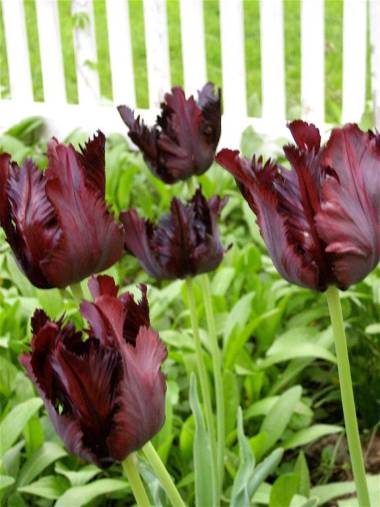 Millbrook Country House